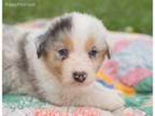 Australian Shepherd Puppy for sale in Red Bud, IL, USA
