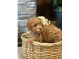 Mutt Puppy for sale in Beavertown, PA, USA