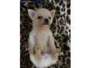 Chihuahua Puppy for sale in Woodbridge, NJ, USA