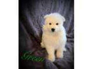Samoyed Puppy for sale in Washington, UT, USA