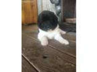 Newfoundland Puppy for sale in Vincent, AL, USA