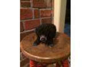 Mutt Puppy for sale in Lakemont, GA, USA