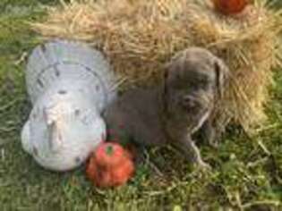 Neapolitan Mastiff Puppy for sale in Cassville, MO, USA