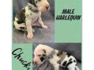 Great Dane Puppy for sale in Rockwood, TN, USA