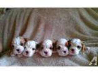 Cavalier King Charles Spaniel Puppy for sale in MIDDLE ISLAND, NY, USA