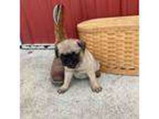 Pug Puppy for sale in Bernville, PA, USA