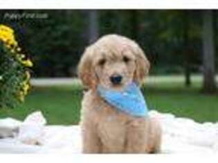 Goldendoodle Puppy for sale in Rougemont, NC, USA