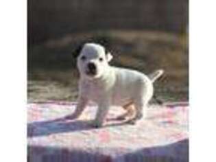 Jack Russell Terrier Puppy for sale in Norco, CA, USA