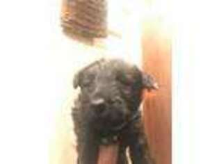 Scottish Terrier Puppy for sale in Cave Junction, OR, USA