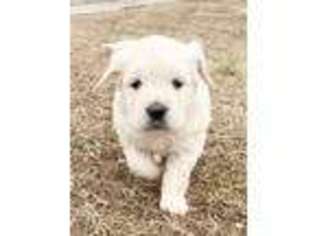 Medium Photo #1 Mutt Puppy For Sale in Benton, IL, USA