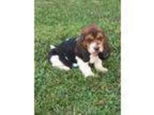 Basset Hound Puppy for sale in Nokomis, IL, USA