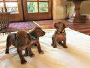 Rhodesian Ridgeback Puppy for sale in Scarborough, ME, USA