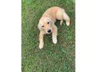 Golden Retriever Puppy for sale in Brandon, MS, USA