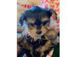 Chorkie Puppy for sale in Wills Point, TX, USA