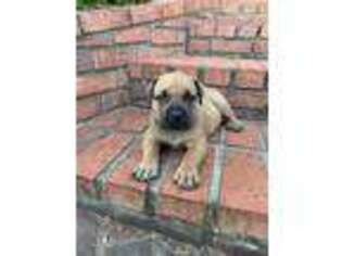 Boerboel Puppy for sale in Columbus, MS, USA