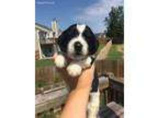Newfoundland Puppy for sale in Dacula, GA, USA