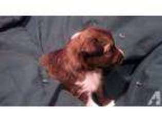 Shetland Sheepdog Puppy for sale in LYONS, WI, USA