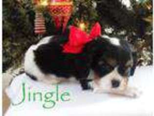 Cavalier King Charles Spaniel Puppy for sale in WOODBRIDGE, VA, USA