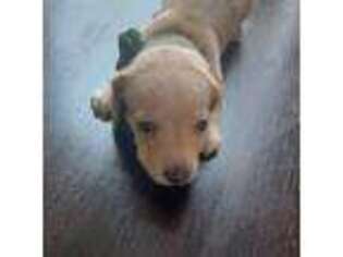 Dachshund Puppy for sale in Quincy, MA, USA