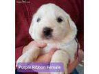 Great Pyrenees Puppy for sale in Alpharetta, GA, USA