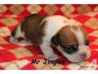 Bulldog Puppy for sale in MAPLE HILL, KS, USA