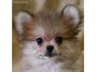 Pomeranian Puppy for sale in Great Falls, MT, USA