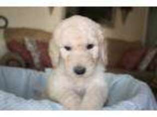 Labradoodle Puppy for sale in West Covina, CA, USA