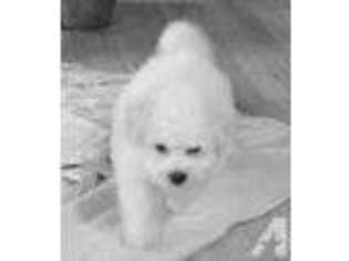 Bichon Frise Puppy for sale in LEWISBURG, WV, USA