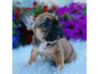 French Bulldog Puppy for sale in Wonder Lake, IL, USA