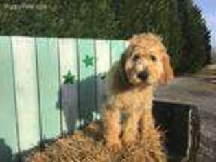 Goldendoodle Puppy for sale in Liberty, SC, USA