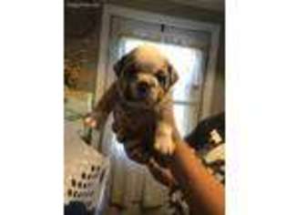 Bulldog Puppy for sale in Helena, OH, USA