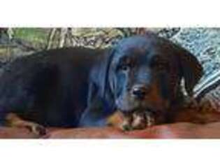 Rottweiler Puppy for sale in Mansfield, MO, USA