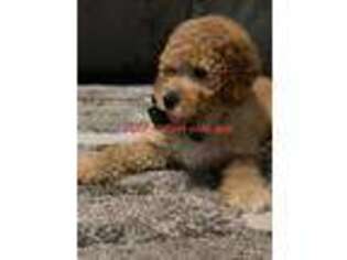 Labradoodle Puppy for sale in Pikesville, MD, USA