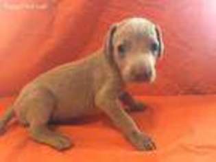 Weimaraner Puppy for sale in Mc Clure, PA, USA