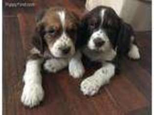 English Springer Spaniel Puppy for sale in Georgetown, SC, USA