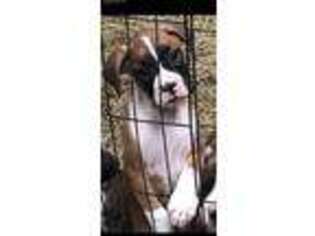 Boxer Puppy for sale in Niangua, MO, USA