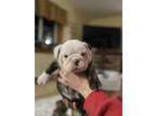 Bulldog Puppy for sale in Denver, IN, USA
