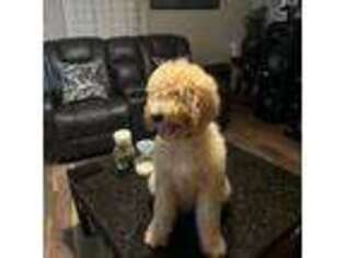 Goldendoodle Puppy for sale in Garland, TX, USA