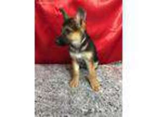 German Shepherd Dog Puppy for sale in Lancaster, MO, USA