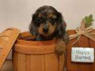 Dachshund Puppy for sale in Heavener, OK, USA