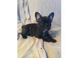 French Bulldog Puppy for sale in Middlefield, OH, USA