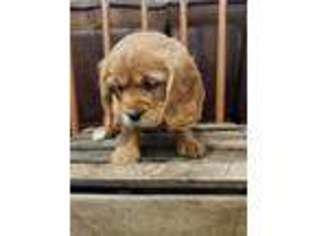 Mutt Puppy for sale in Ligonier, IN, USA