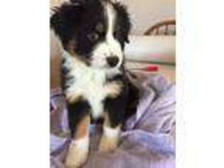 Australian Shepherd Puppy for sale in Durango, CO, USA