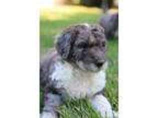 Labradoodle Puppy for sale in Ontario, CA, USA