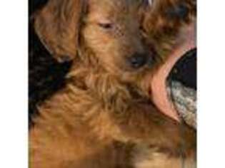 Goldendoodle Puppy for sale in Beverly Hills, CA, USA
