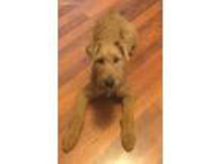 Irish Terrier Puppy for sale in Saint Charles, MO, USA