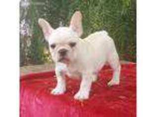 French Bulldog Puppy for sale in Escondido, CA, USA