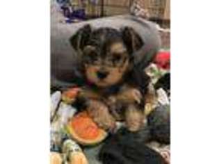 Mutt Puppy for sale in Albany, MN, USA
