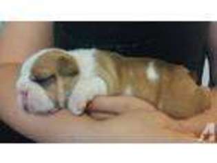 Bulldog Puppy for sale in PAINESVILLE, OH, USA