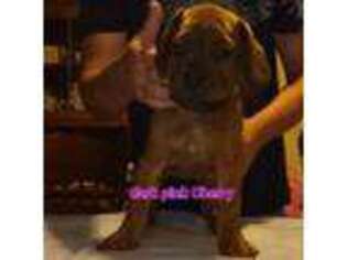 American Bull Dogue De Bordeaux Puppy for sale in New Castle, IN, USA